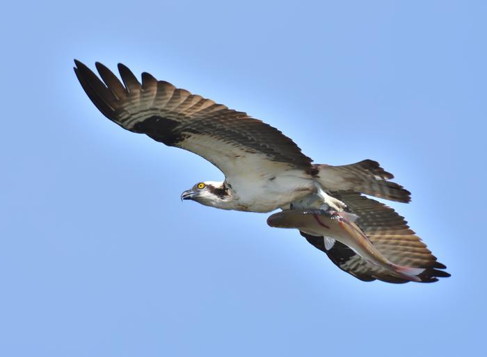 Migrating Osprey carrying fish “to go” over Hawk Mountain Sanctuary in Pennsylvania