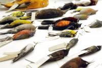 Birds at Smithsonian 2