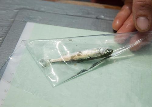 Live-lousing of a Juvenile Pink Salmon