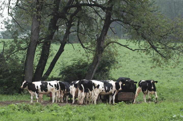 Holsteins
