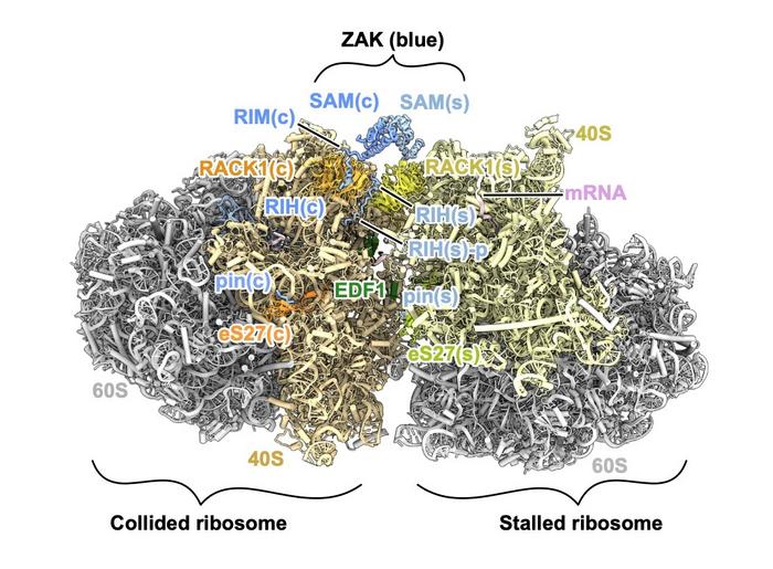 Cryo-EM structure of ZAK bound at the interface of a ribosome collision