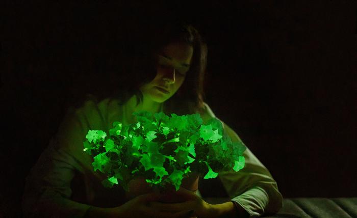 Firefly Petunia