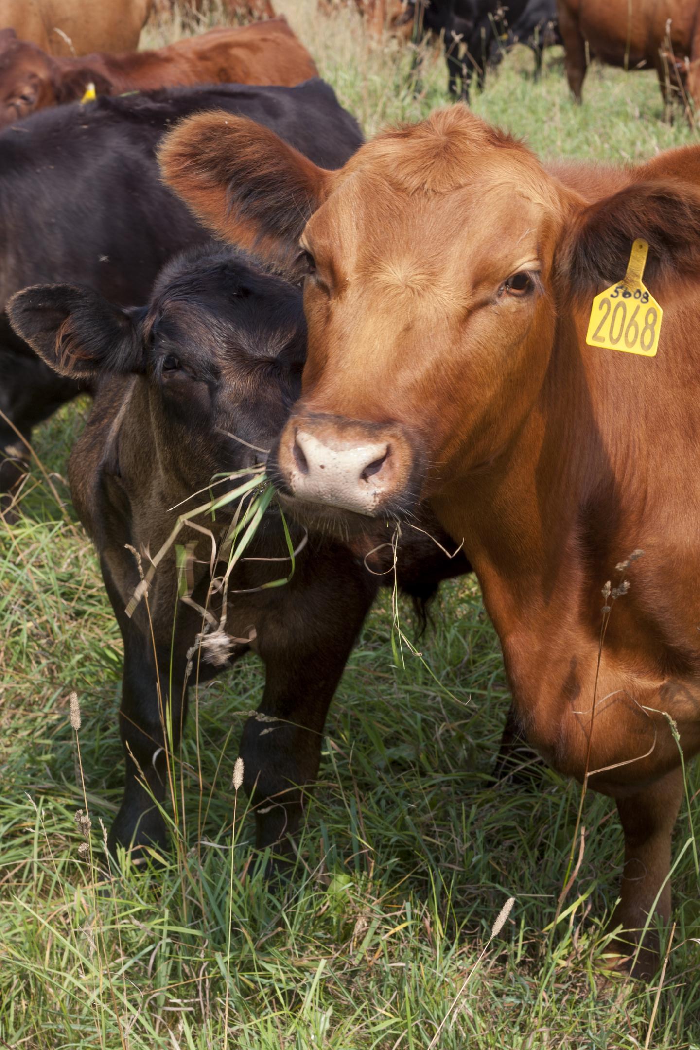 Beef Production
