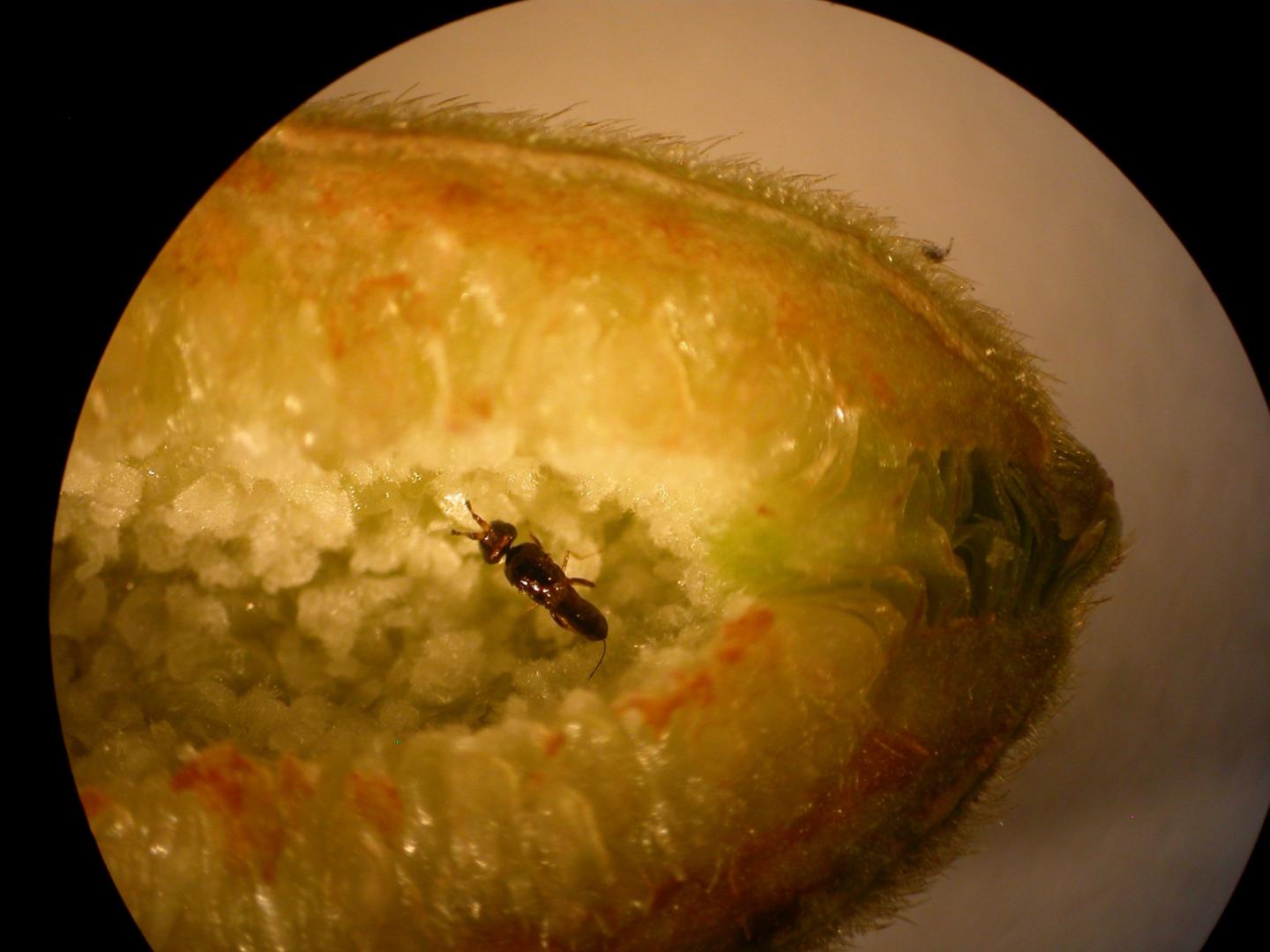 <i>F popenoei</i> Pollinator Wasp