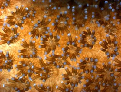 Coral Polyp