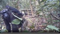 Chimpanzee