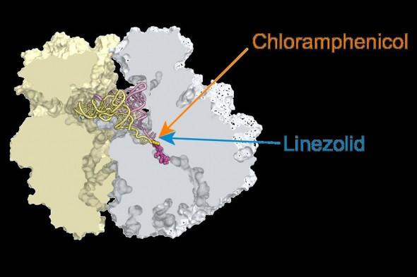 Chloramphenicol, Linezolid
