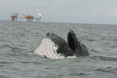 Humpbacks in African Waters