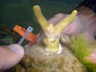 Effect of Seaweed