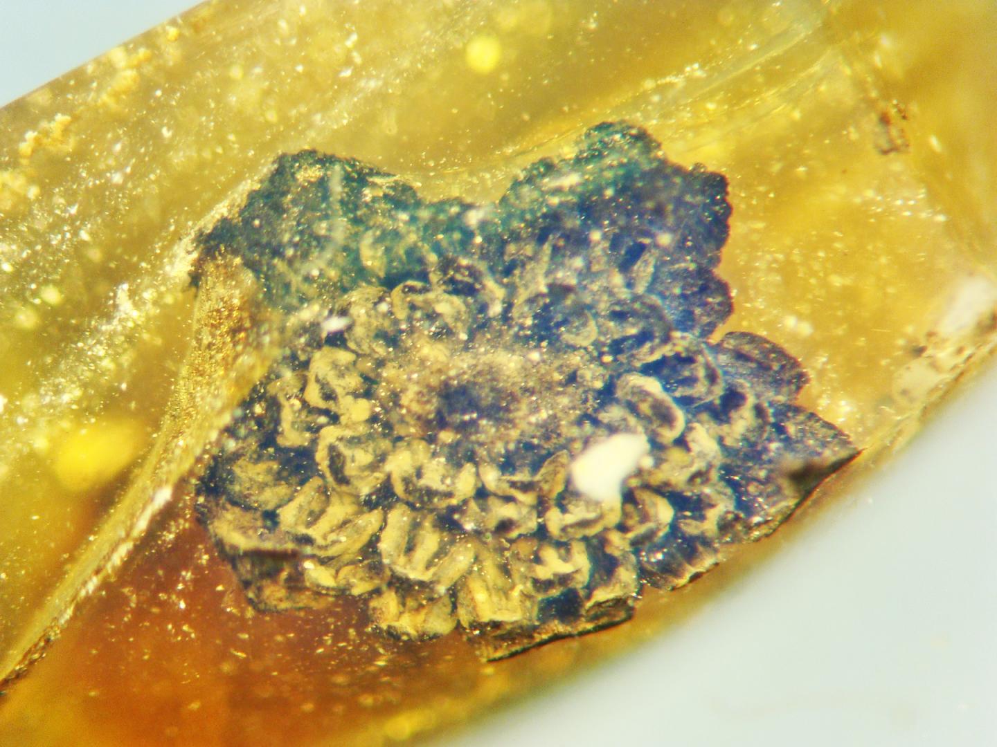 <em>Valviloculus pleristaminis</em> (2 of 2)