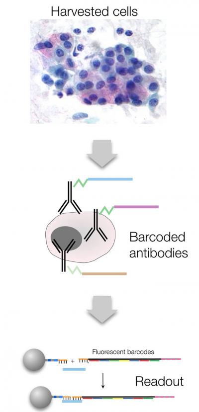 Single Cell Protein Scanner Could Aid Personalized Medicine (3 of 3)