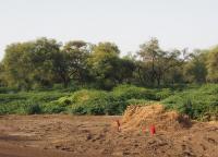 Prosopis juliflora, where in Afar County, Ethiopia, its coverage rapidly increased to 1,2 million ha in just 31 years.