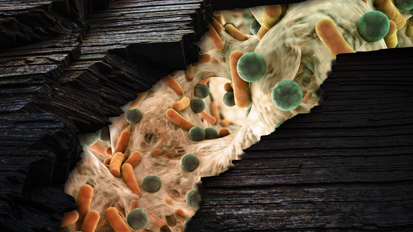 Fracking Microbes