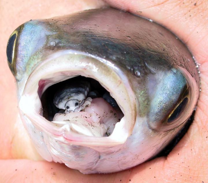 Fish Gets to Taste What Is Tasting It