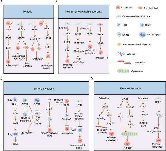 Mechanisms of GPER-aroused tumor microenvironment changes