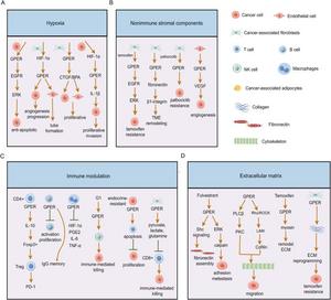 Mechanisms of GPER-aroused tumor microenvironment changes