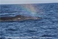 Humpback Whale