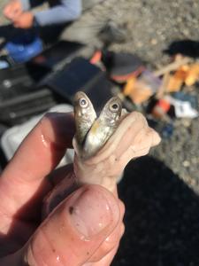 Chinook_pike_stomach_BenRichUSFWS.jpg