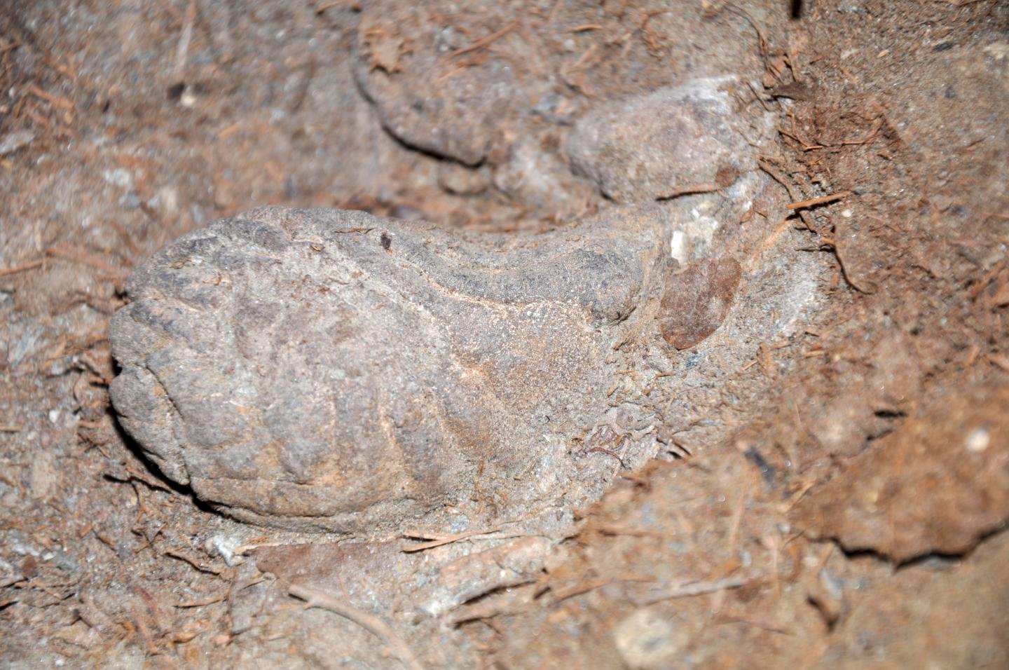 Moa Coprolite 