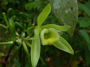 Green flower in green plant