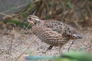 Bobwhite iNaturalist observation