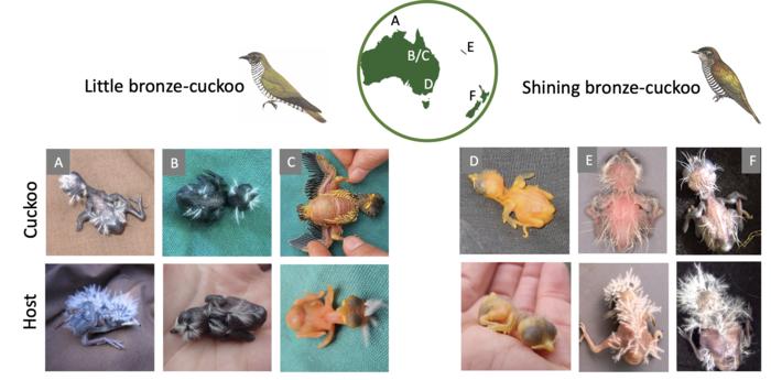 Subspecies of cuckoo mimic the chicks of their host in appearance
