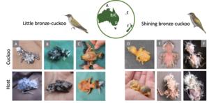 Subspecies of cuckoo mimic the chicks of their host in appearance