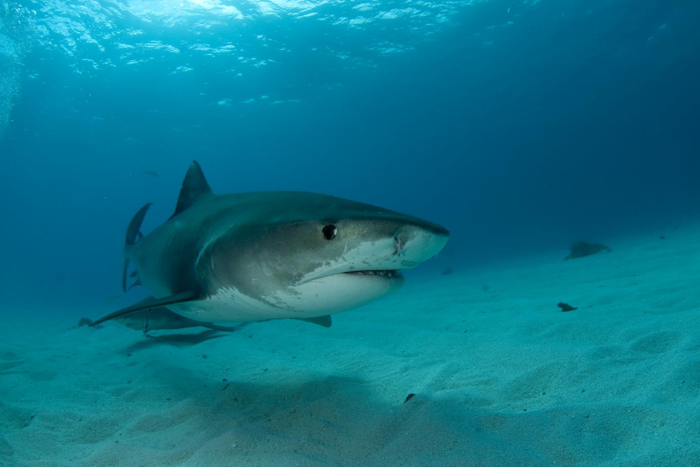 Tiger Shark