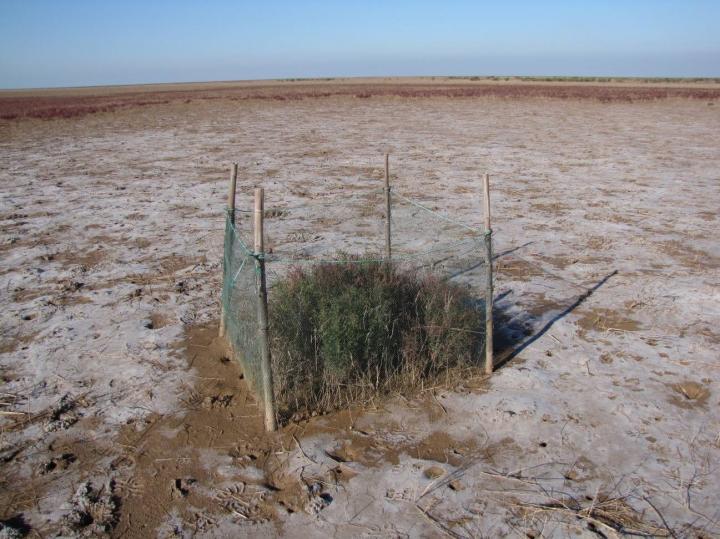 Silliman Drought Cage