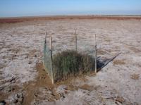 Silliman Drought Cage