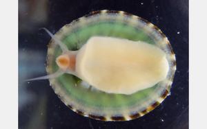 Limpet (Nipponacmea fuscoviridis)