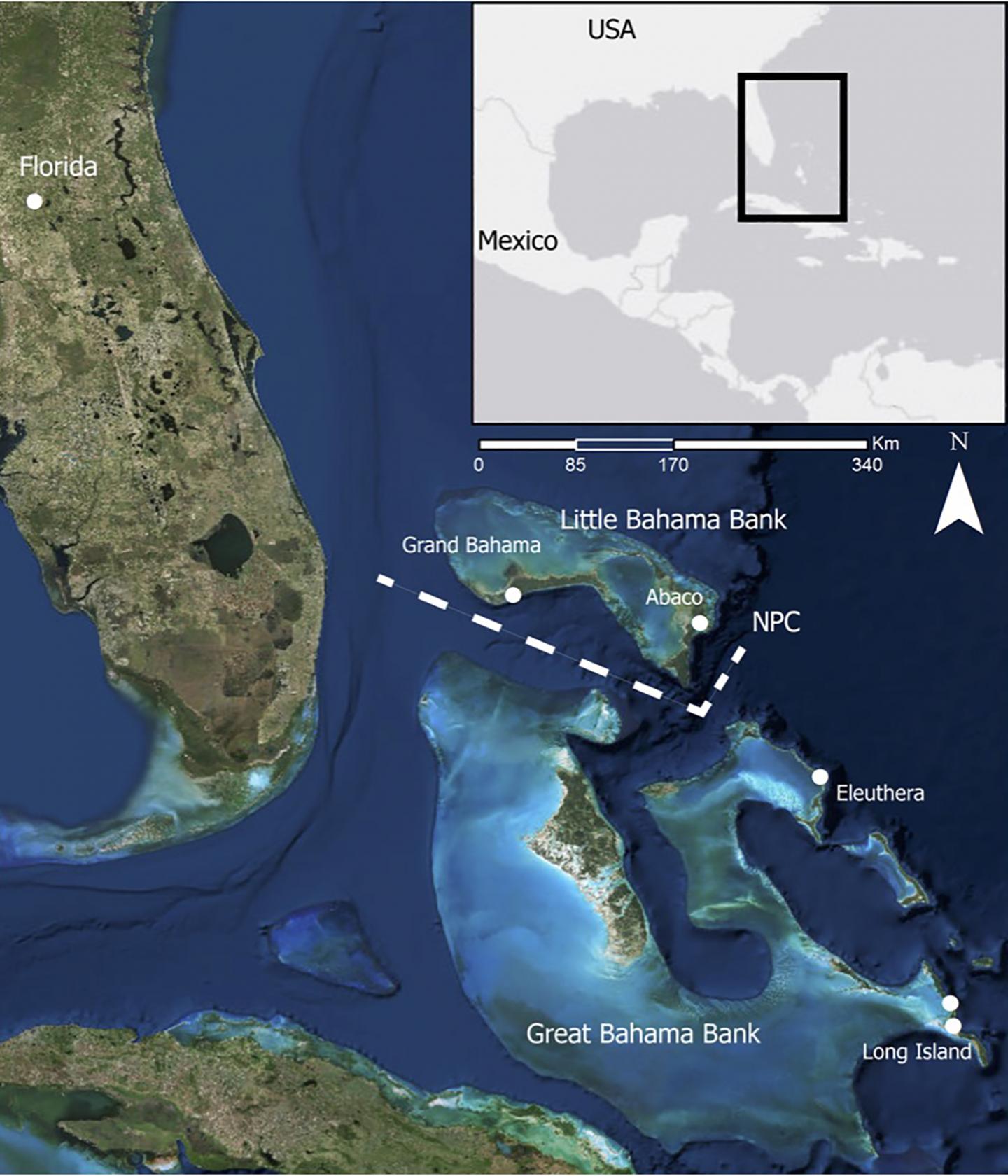 Ocean Channel Marks Genetic Rift in Brazilian Free-Tailed Bats