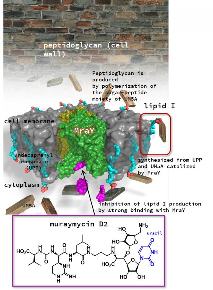 Structure of the Complex of Muraymycin D2 and MraY, an Enzyme Responsible for Biosynthesis of Peptid
