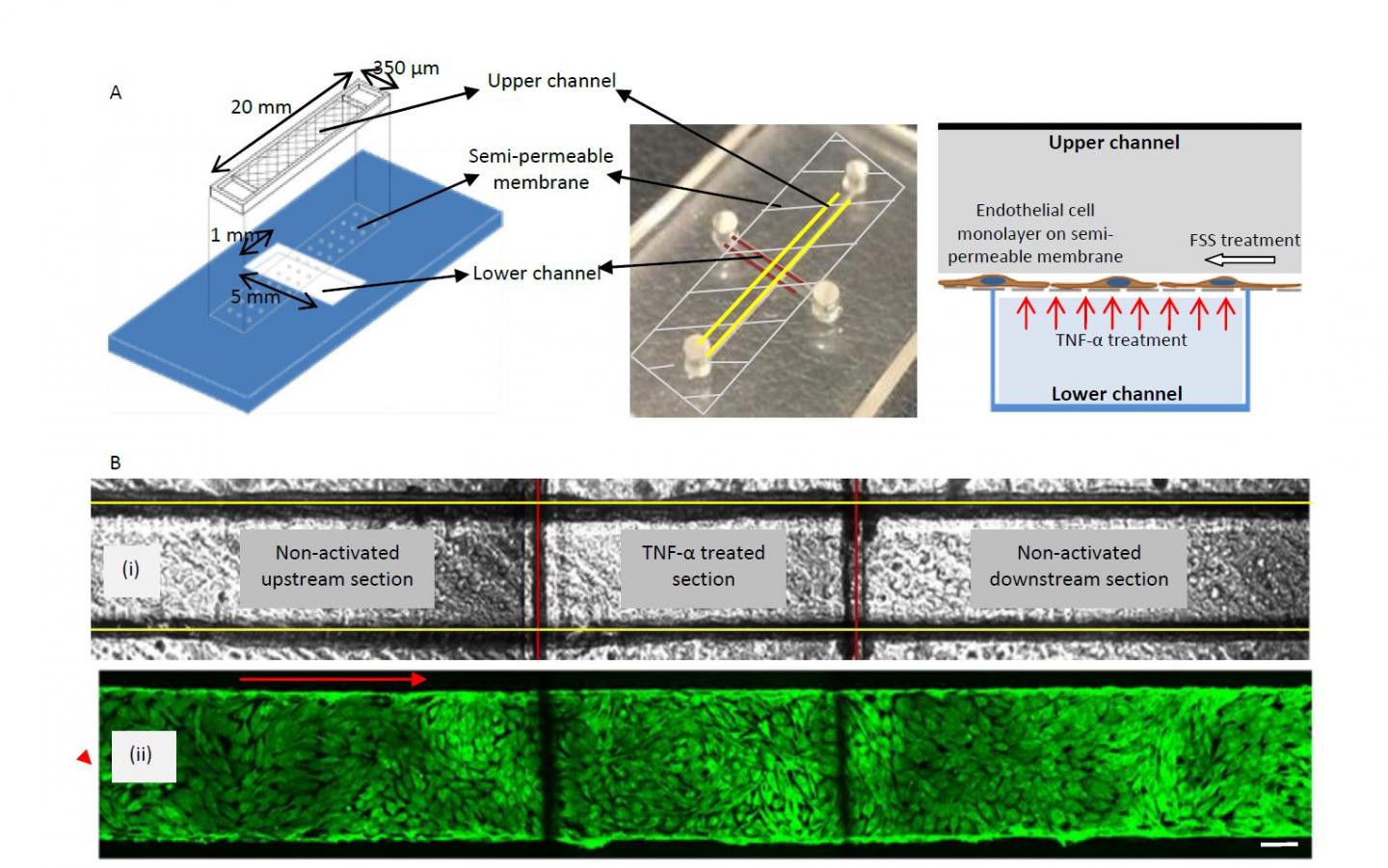 Graphic Schematic and Photograph of the Bi-Layer PharmaFlux Device