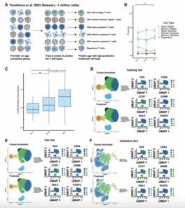 Single-cell transcriptomics reveal intrinsic and systemic T cell aging in COVID-19 and HIV