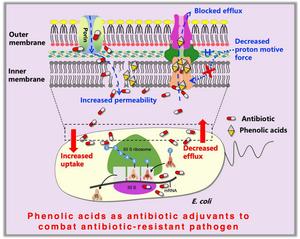 Plant phenolic acids enhance antibiotic efficacy against multidrug-resistant extraintestinal pathogenic Escherichia coli