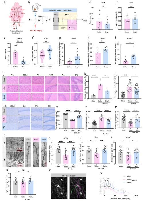 Intramuscular injection of HupA attenuates cognitive impairment in VaD mice.