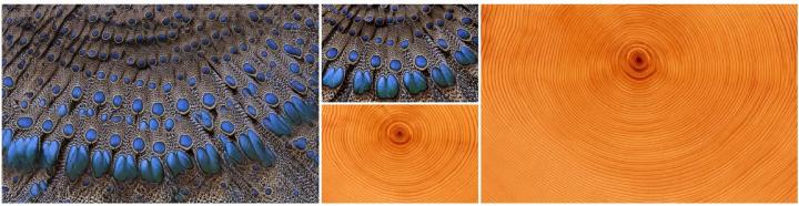 Texture Synthesis