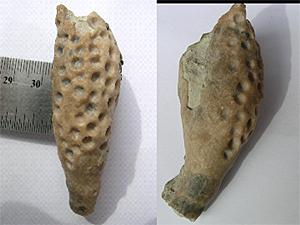 Parasite/Crinoid Research