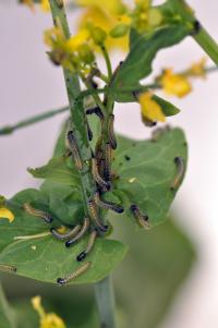Caterpillar Infestation Impairs the Evolution of More Attractive Flowers in <Em>Brassica rapa</em>