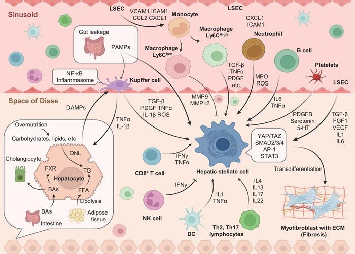 Cell–cell crosstalks in the liver in the development of MASLD/MASH.