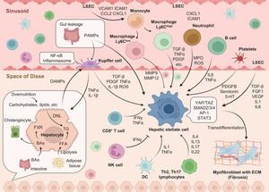 Cell–cell crosstalks in the liver in the development of MASLD/MASH.