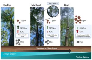 ‘Ghost forests’ could be key to understanding coastal resilience to climate change