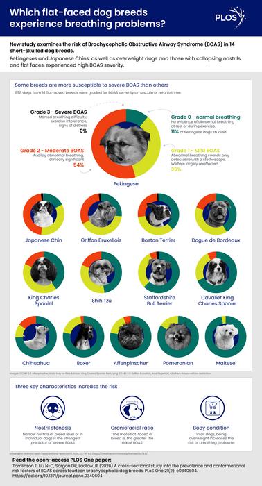 A cross-sectional study into the prevalence and conformational risk factors of BOAS across fourteen brachycephalic dog breeds