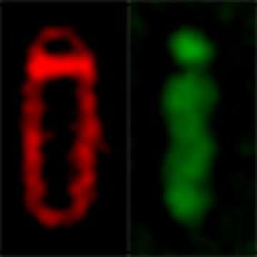 Cell Inflation