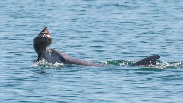 'Shelling' Behavior in Dolphins