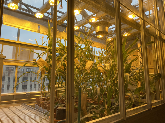 Corn growing at NYU