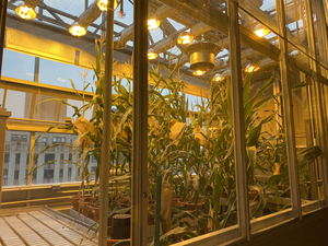 Corn growing at NYU