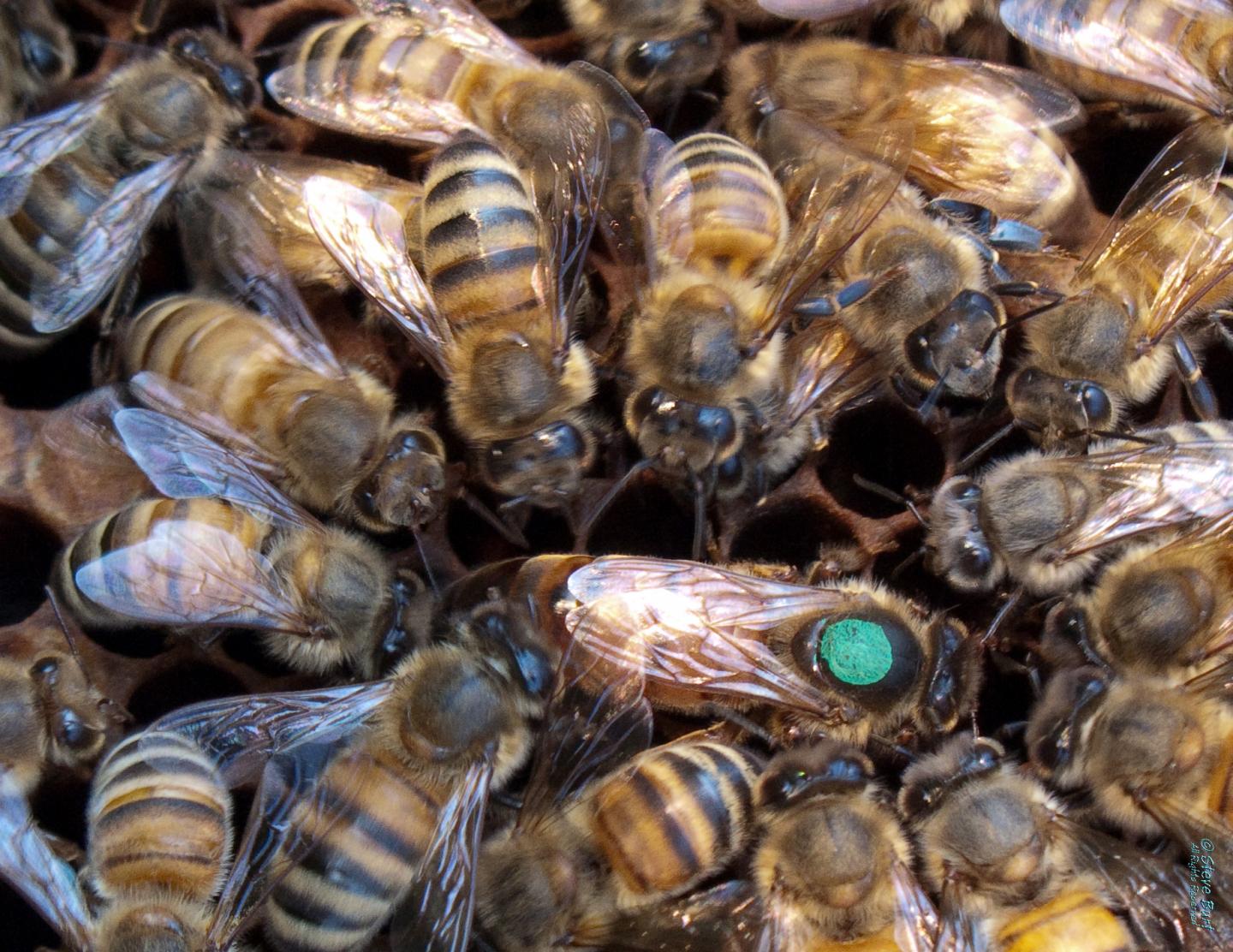 Study Shows that Queen Bees Have a Specific Microbiome