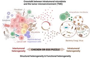 Graphical abstract caption: Mutual shaping of tumor microbiota and TME.